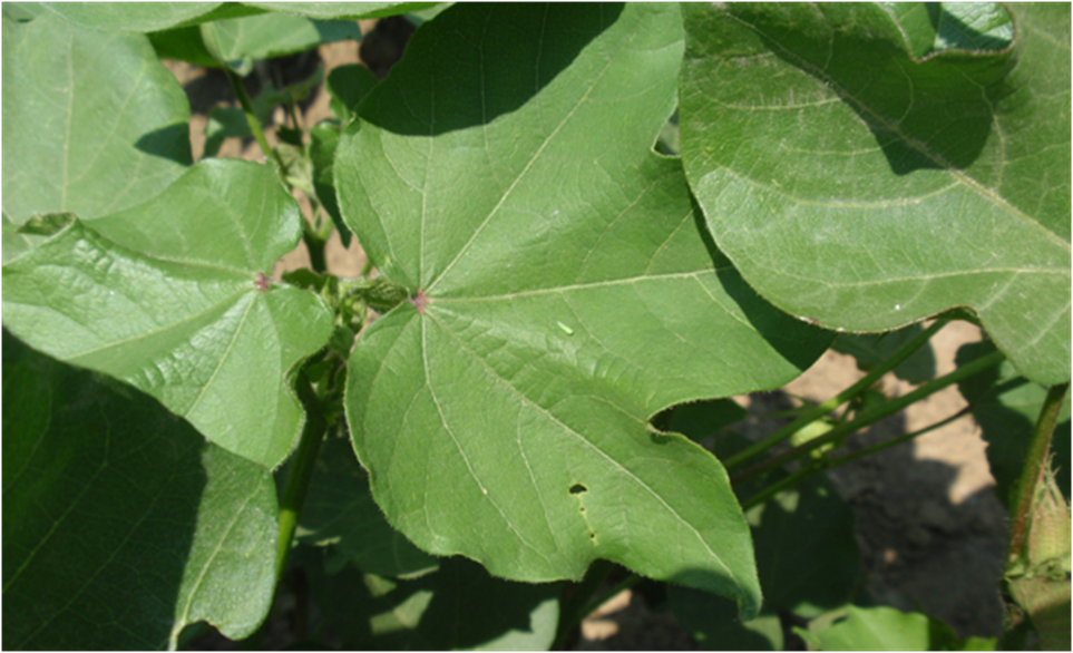 Βαμβάκι Αφίδα 82%